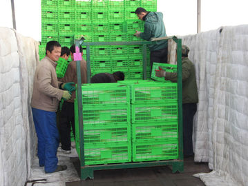 Peti Penyimpanan Plastik Pertanian yang Dapat Dilipat Disesuaikan 600 * 400 Mm